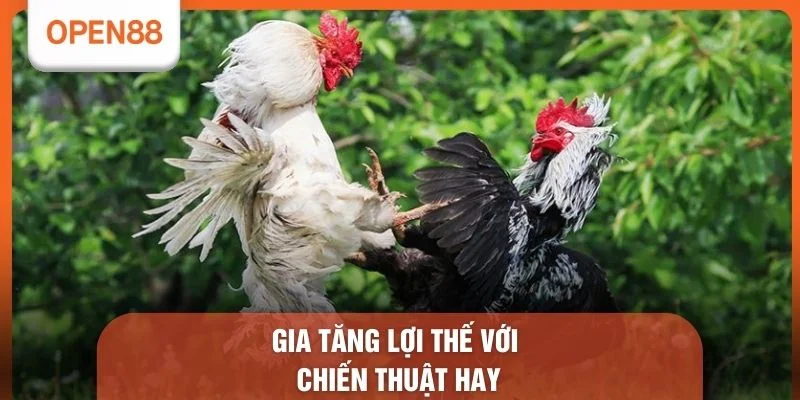 Đá Gà OPEN88 - Bí Kíp Vàng Giúp Nâng Cao 100% Chiến Thắng 3 Gia tăng lợi thế với chiến thuật hay