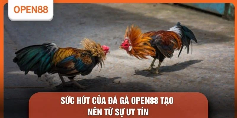 Đá Gà OPEN88 - Bí Kíp Vàng Giúp Nâng Cao 100% Chiến Thắng 1 Sức hút của Đá gà OPEN88 tạo nên từ sự uy tín
